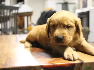 Golden Retriever dogs Atlas - Ad 5