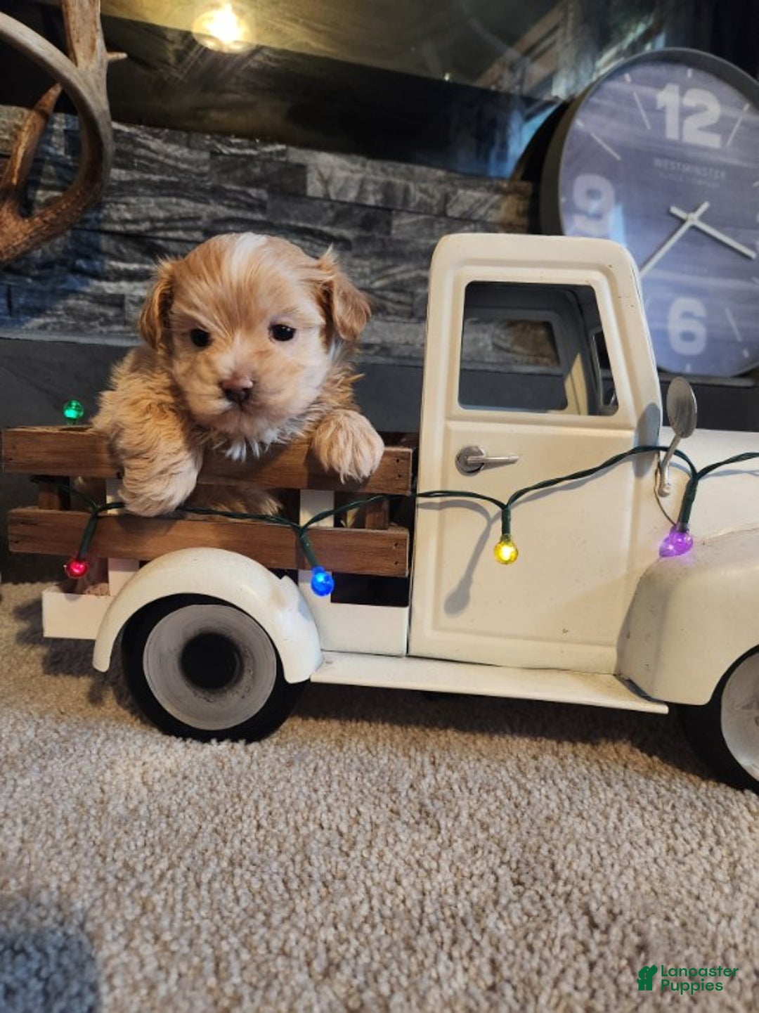 Maltipoo dogs for sale: Charley - Ad 1