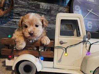 Maltipoo dogs Charley - Ad 9