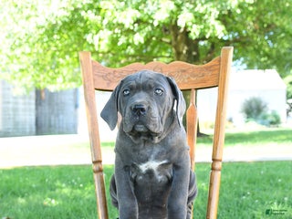 Cane Corso dogs Sugar - Ad 7