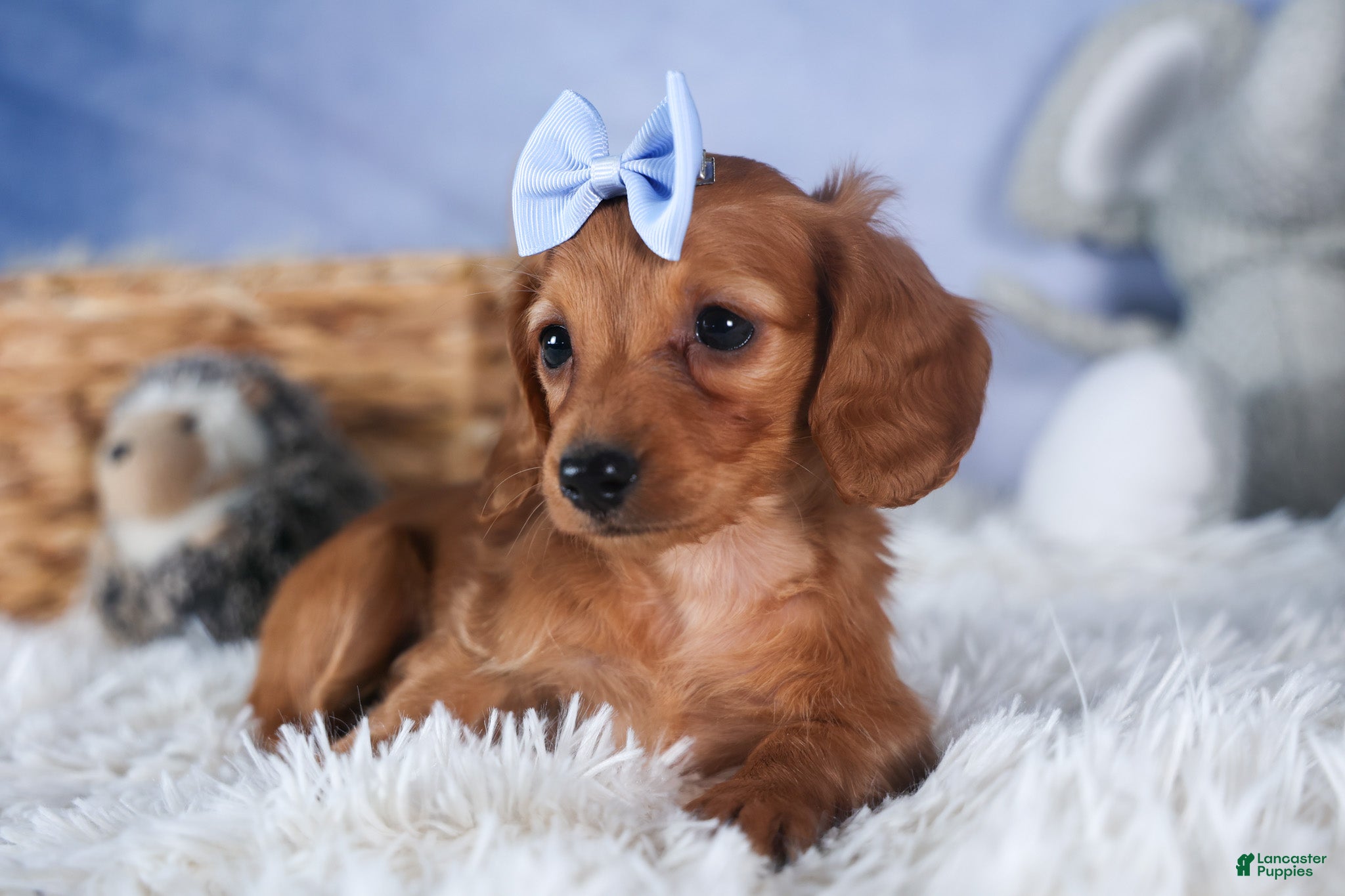 Miniature Dachshund dogs Quenton - Ad 1