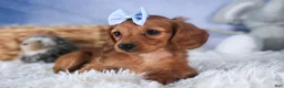 Dachshund dogs for sale: Quenton - Ad 13