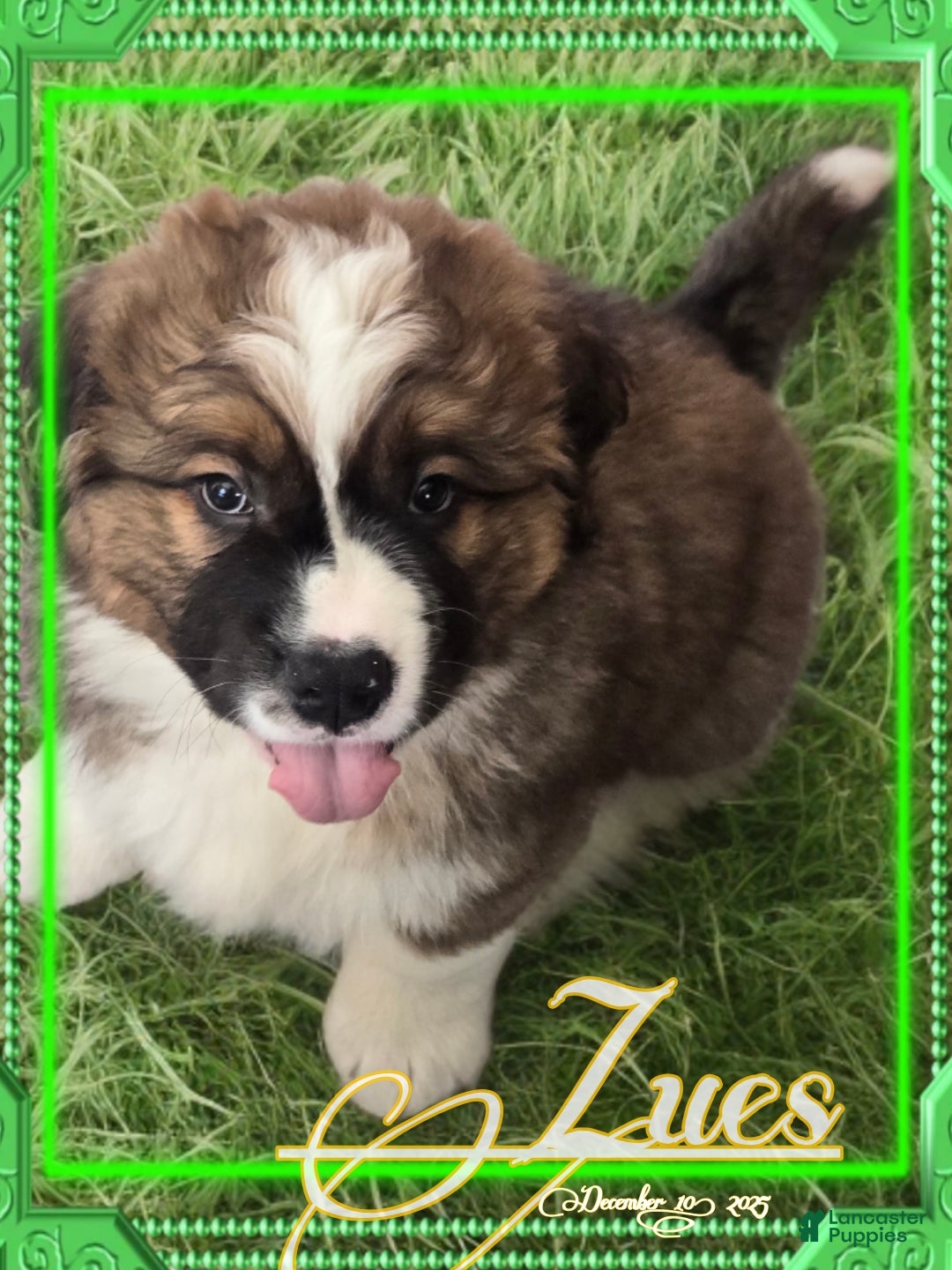 Mixed Breed dogs Zues - Ad 22