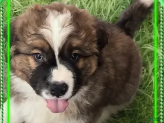 Mixed Breed dogs Zues - Ad 22