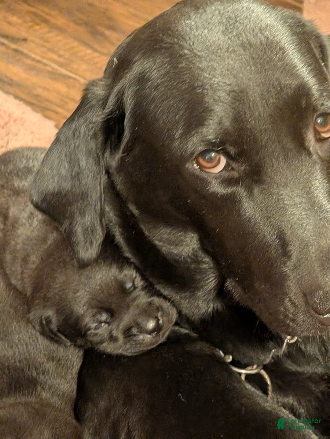 Labrador Retriever dogs for sale: Labrador Retriever Puppy 9 - Ad 3