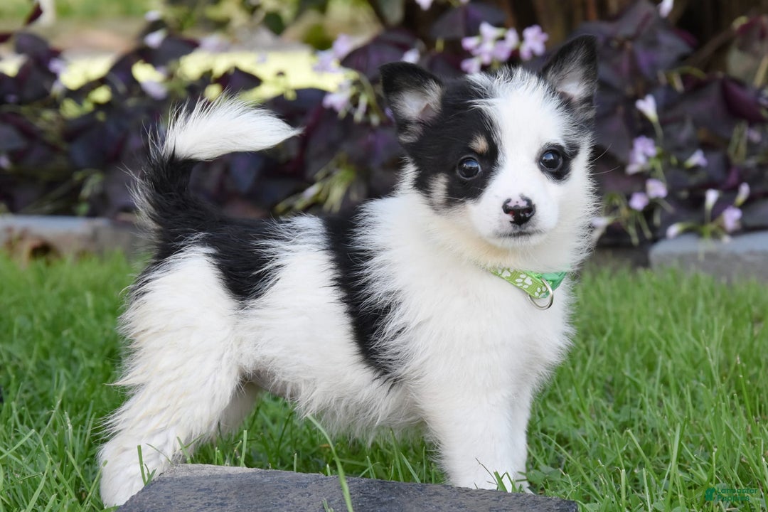 Gallery Image {{count}}