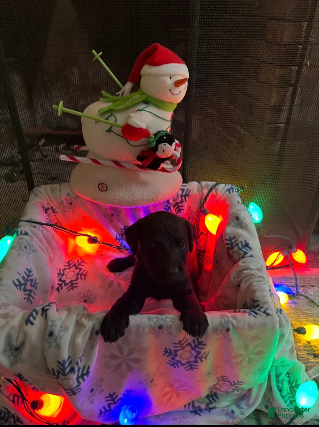 Mixed Breed dogs for sale: Black boy #1 - Ad 1