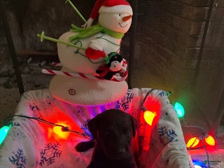 Mixed Breed dogs Black boy #1 - Ad 30