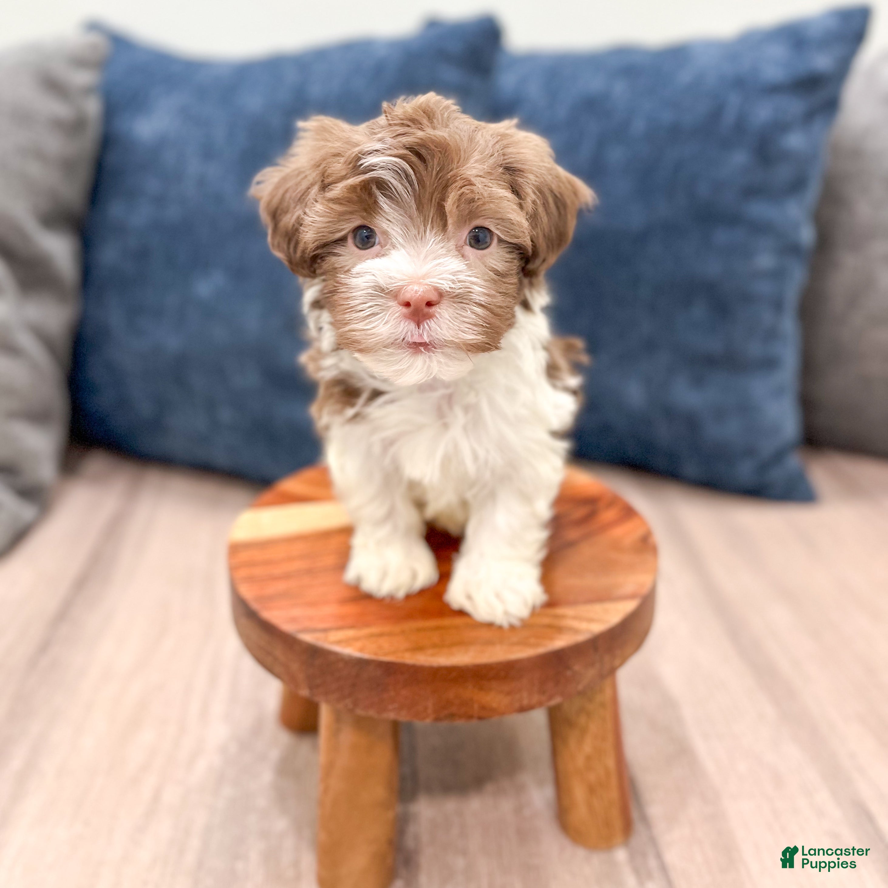 Havanese dogs Archie - Ad 1