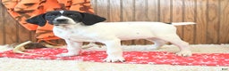 German Shorthaired Pointer dogs for sale: Diamond - Ad 3