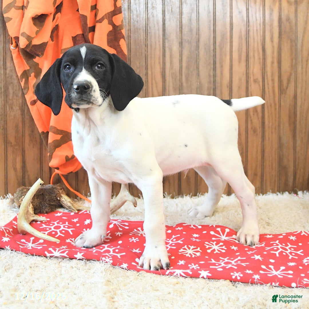 German Shorthaired Pointer dogs for sale: Diamond - Ad 3