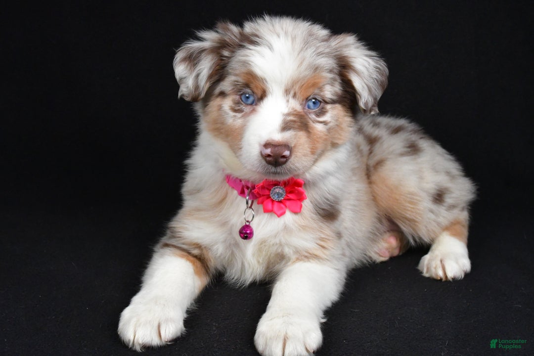 Miniature Australian Shepherd dogs for sale: Olivia - Ad 6