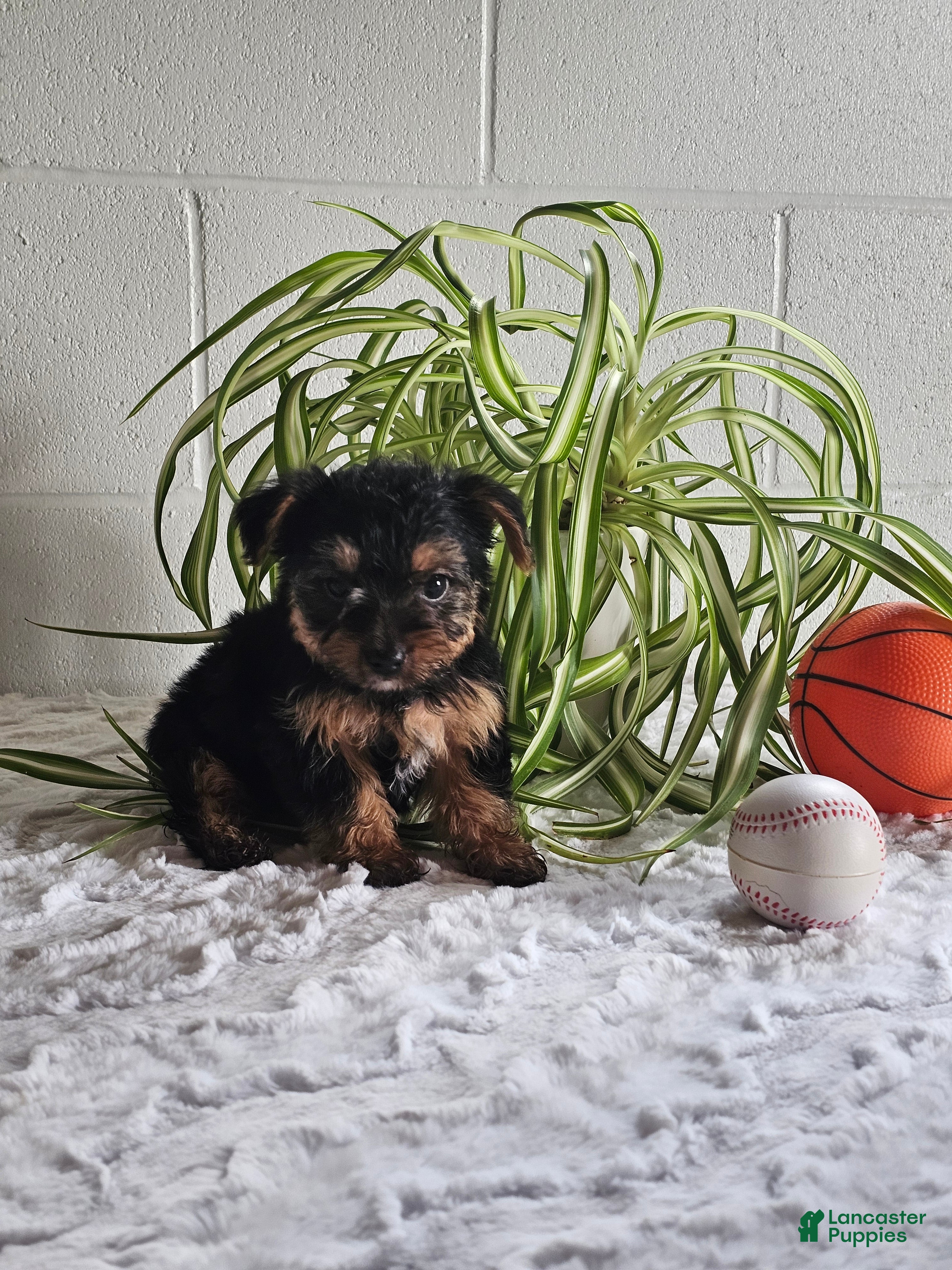 Yorkshire Terrier dogs Leo - Ad 1