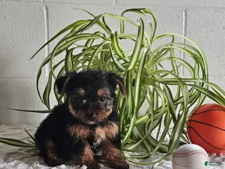 Yorkshire Terrier dogs for sale: Leo - Ad 3