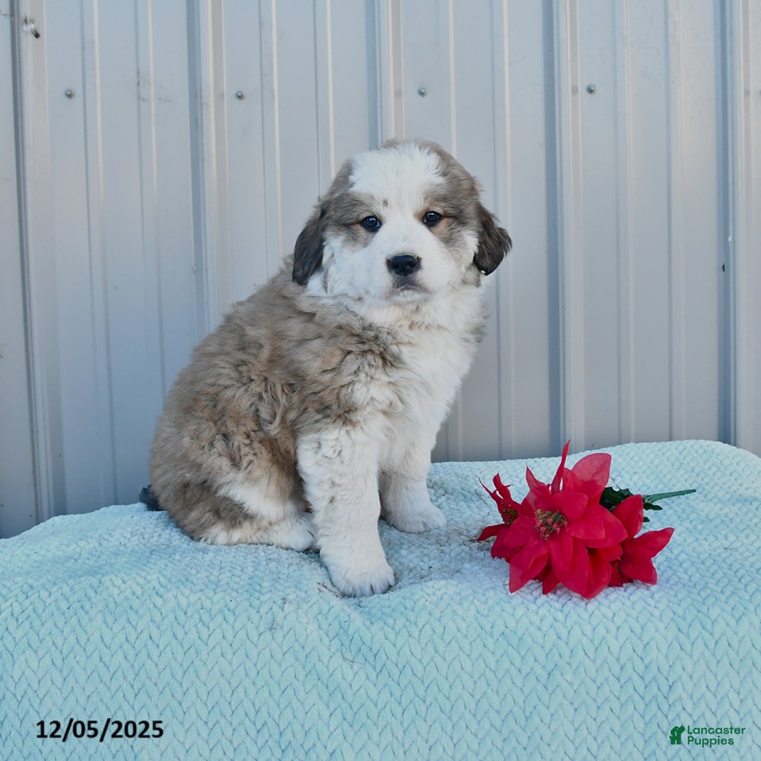 Mixed Breed dogs for sale: Charity - Ad 1