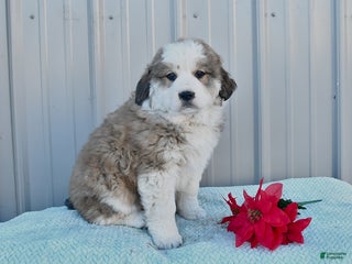 Mixed Breed dogs Charity - Ad 2