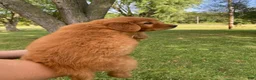 Golden Retriever dogs for sale: Penny - Ad 4