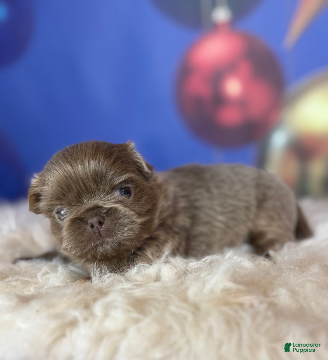 Pekingese dogs for sale: AKC DNA OFA Buddy lilac - Ad 11