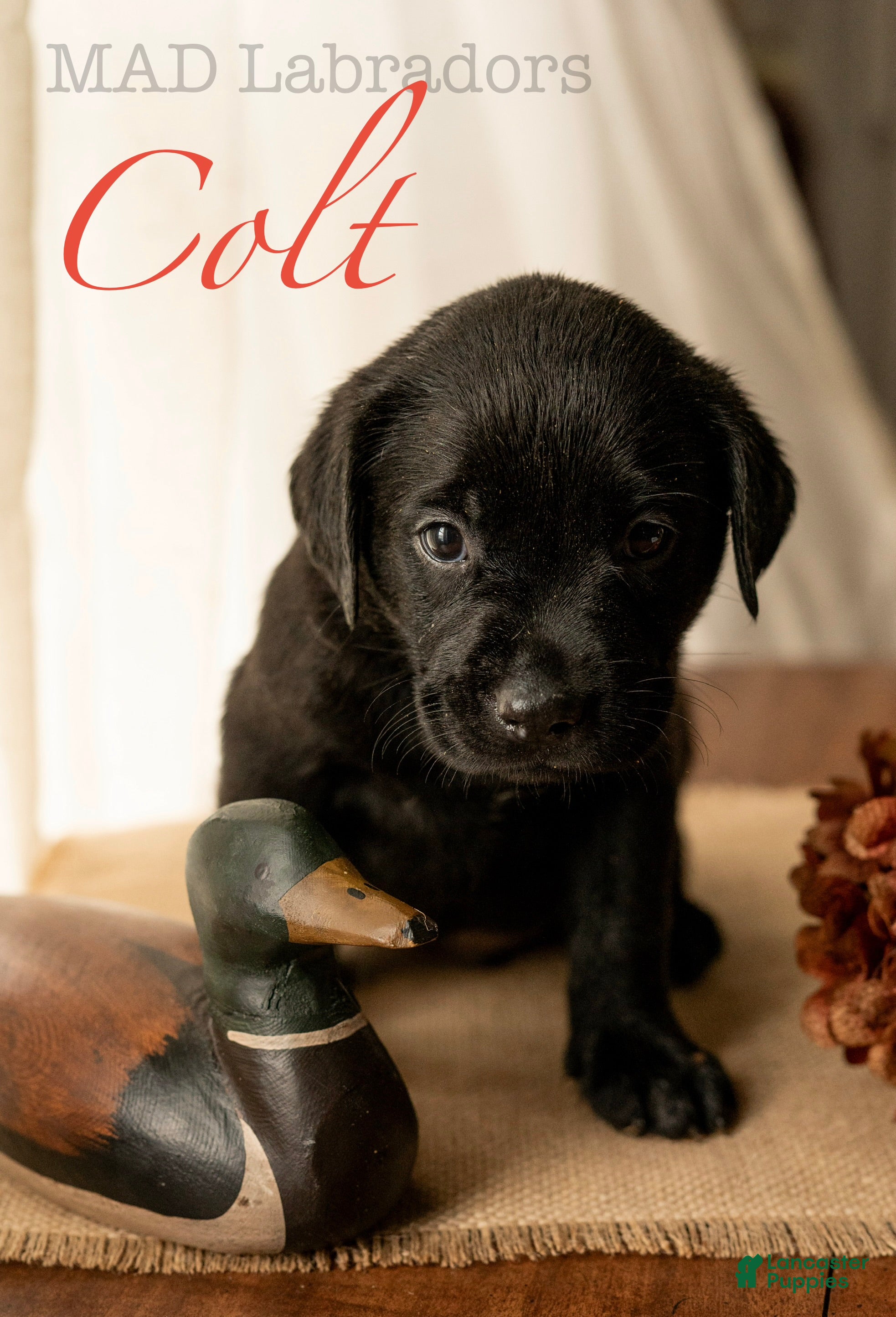 Labrador Retriever dogs Colt - Ad 14