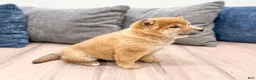 Shiba Inu dogs for sale: Champion - Ad 4