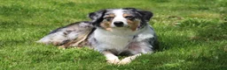 Australian Shepherd dogs for sale: Hazelnut  - Ad 8