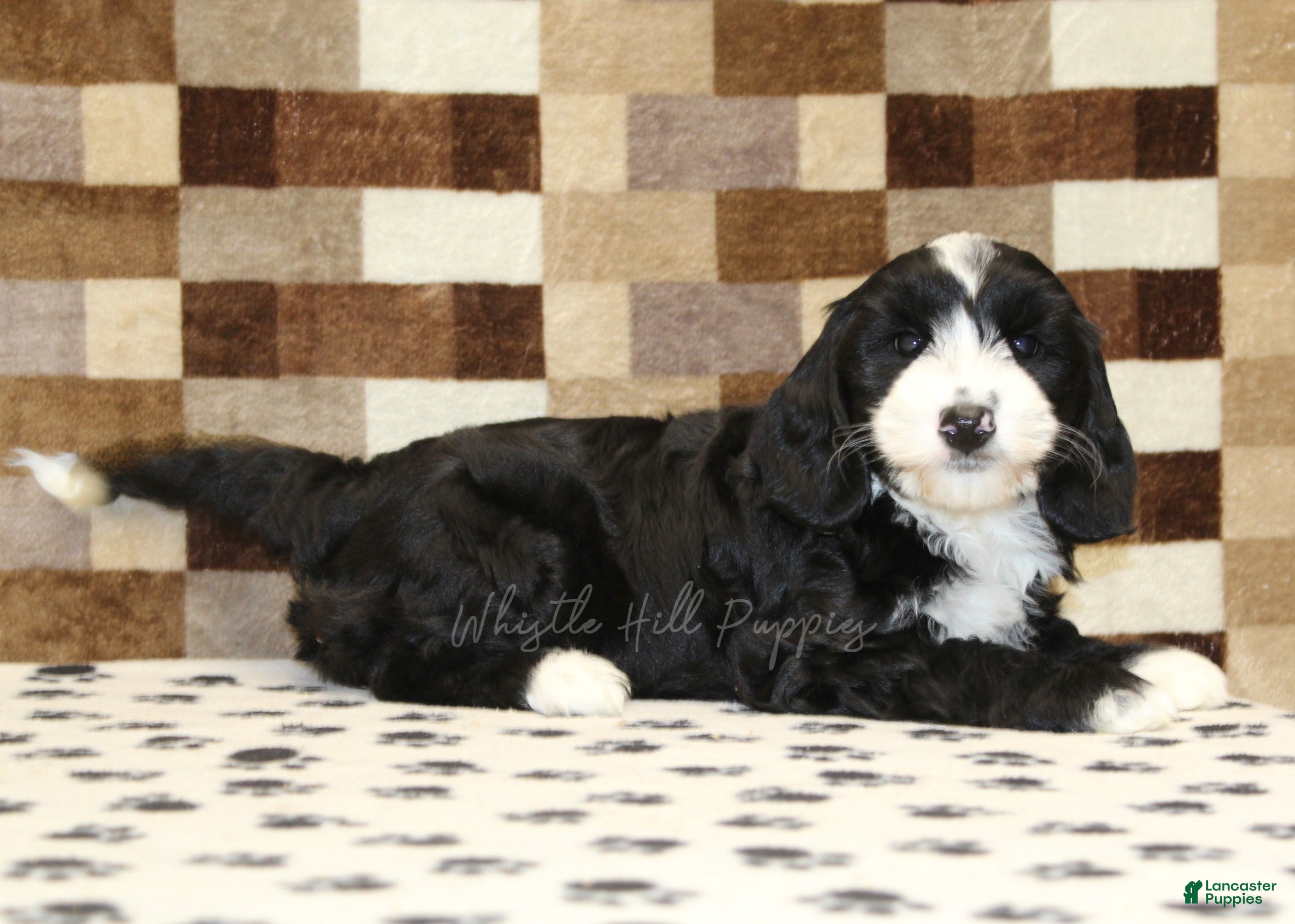 Mixed Breed dogs Fairy - Ad 2