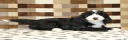Mixed Breed dogs for sale: Fairy - Ad 2