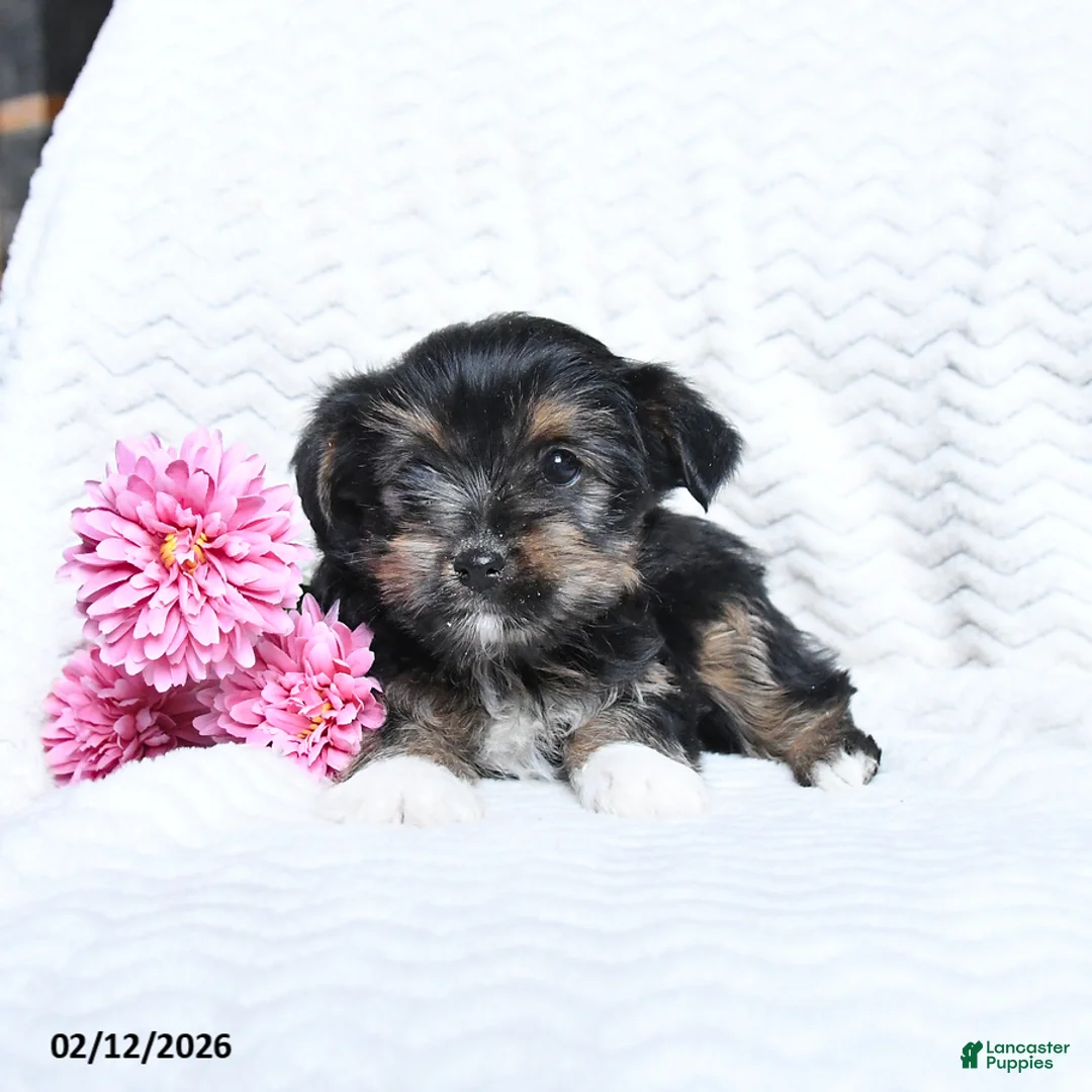 Yorkshire Terrier dogs for sale: Max - Ad 1