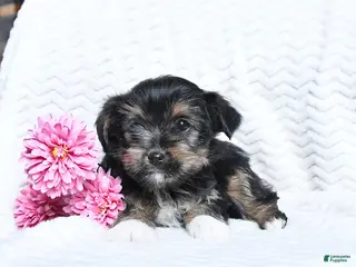 Yorkshire Terrier dogs for sale: Max - Ad 4
