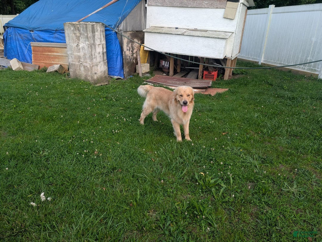 Golden Retriever dogs for sale: Max - Ad 11