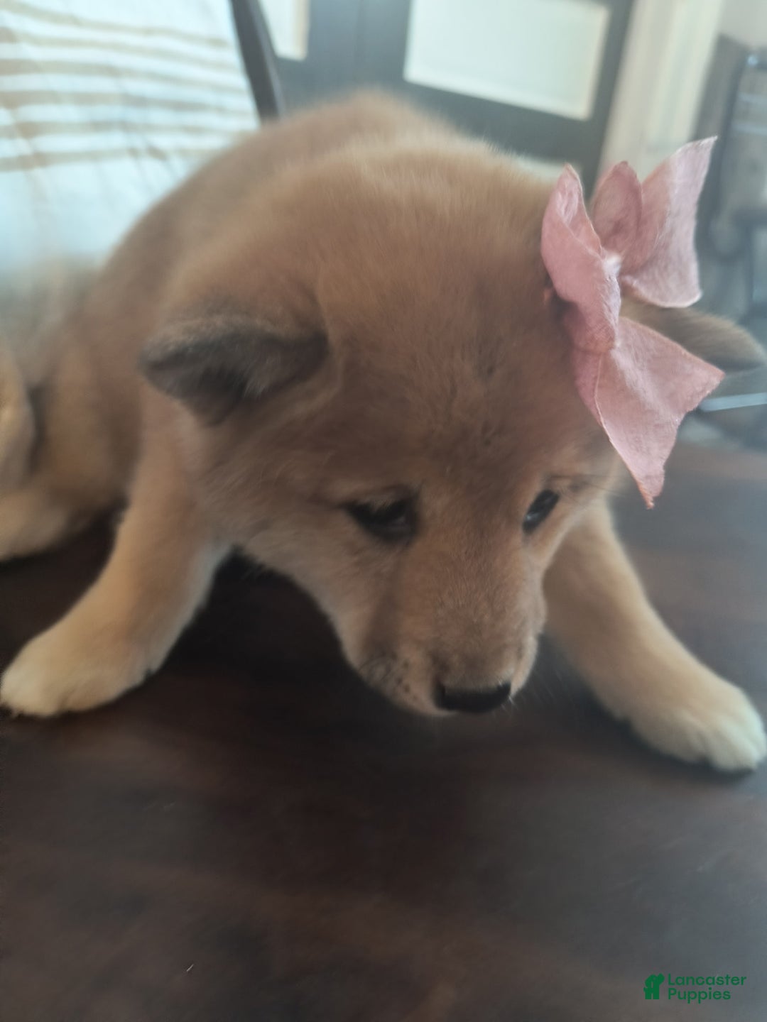 Shiba Inu dogs for sale: Abigail - Ad 2