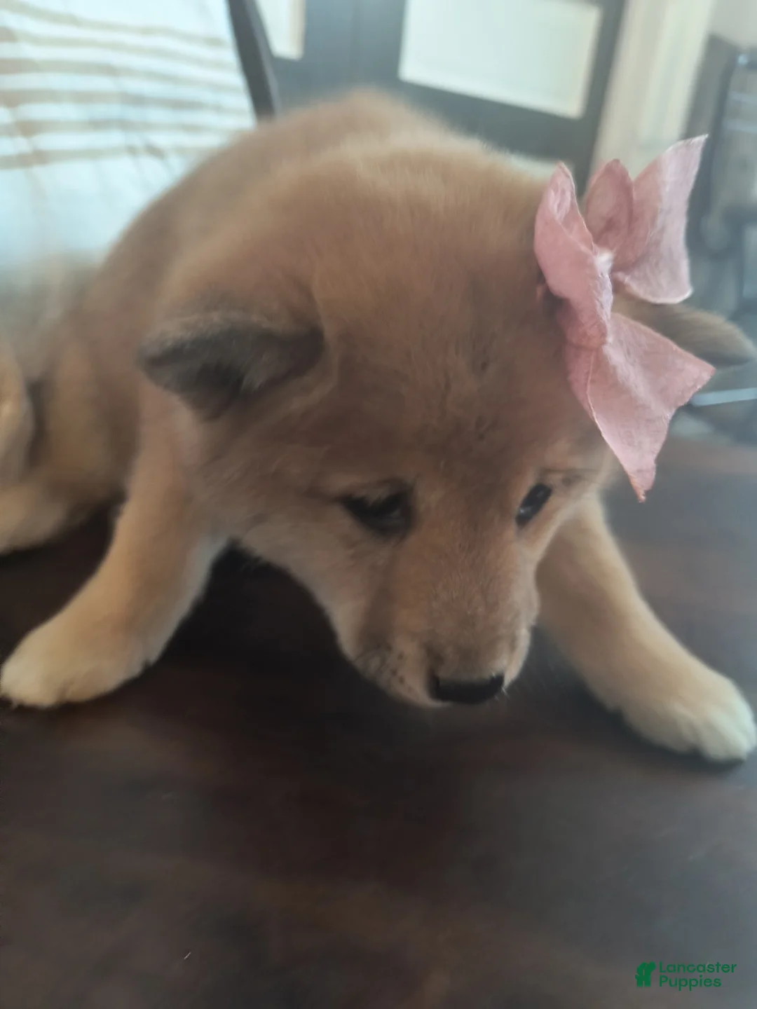 Shiba Inu dogs for sale: Abigail - Ad 2