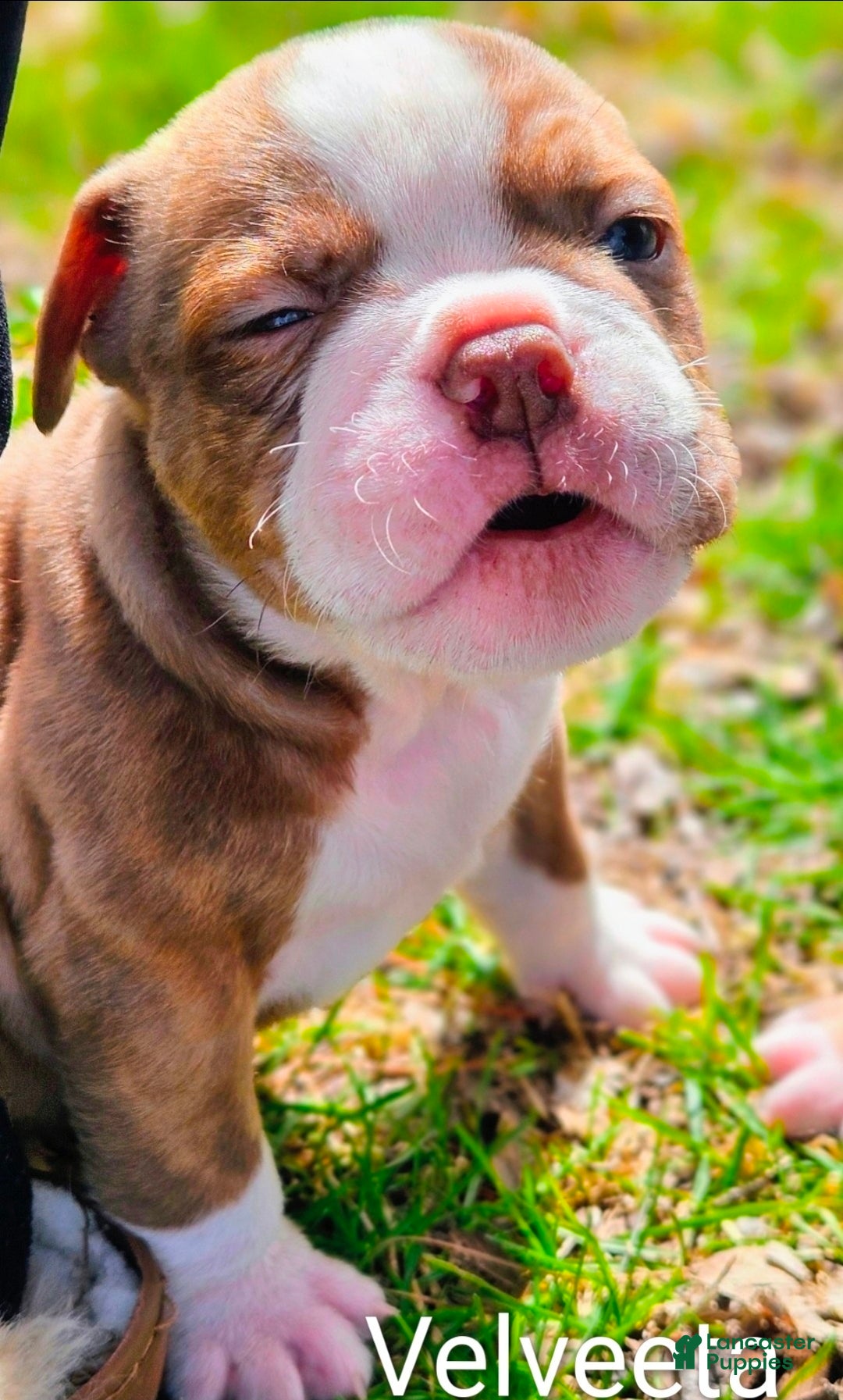 Olde English Bulldogge dogs Velveeta FEMALE - Ad 2