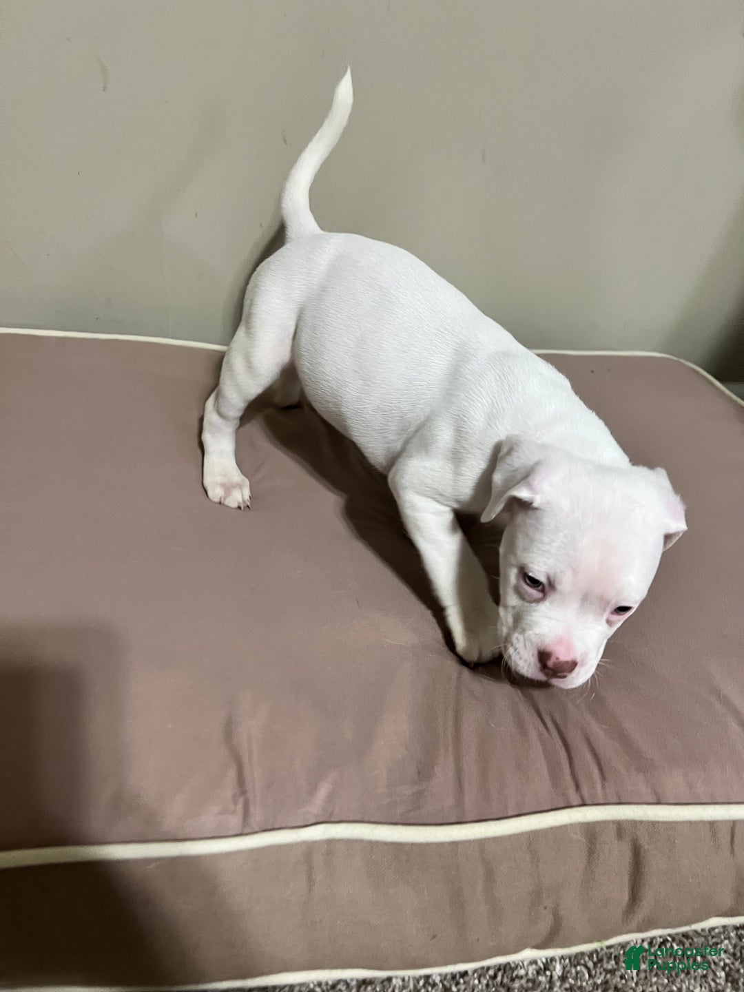 Mixed Breed dogs for sale: Mixed Breed Puppy 3 - Ad 2