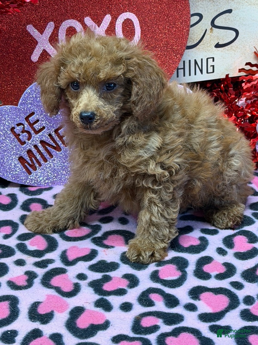 Toy Poodle dogs for sale: Landon - Ad 4