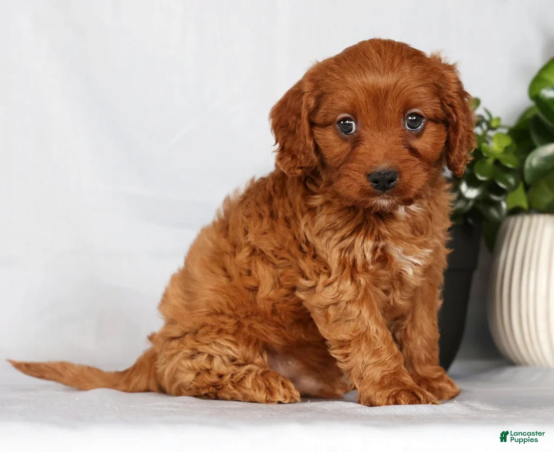 Cavapoo dogs for sale: Milo - Ad 1