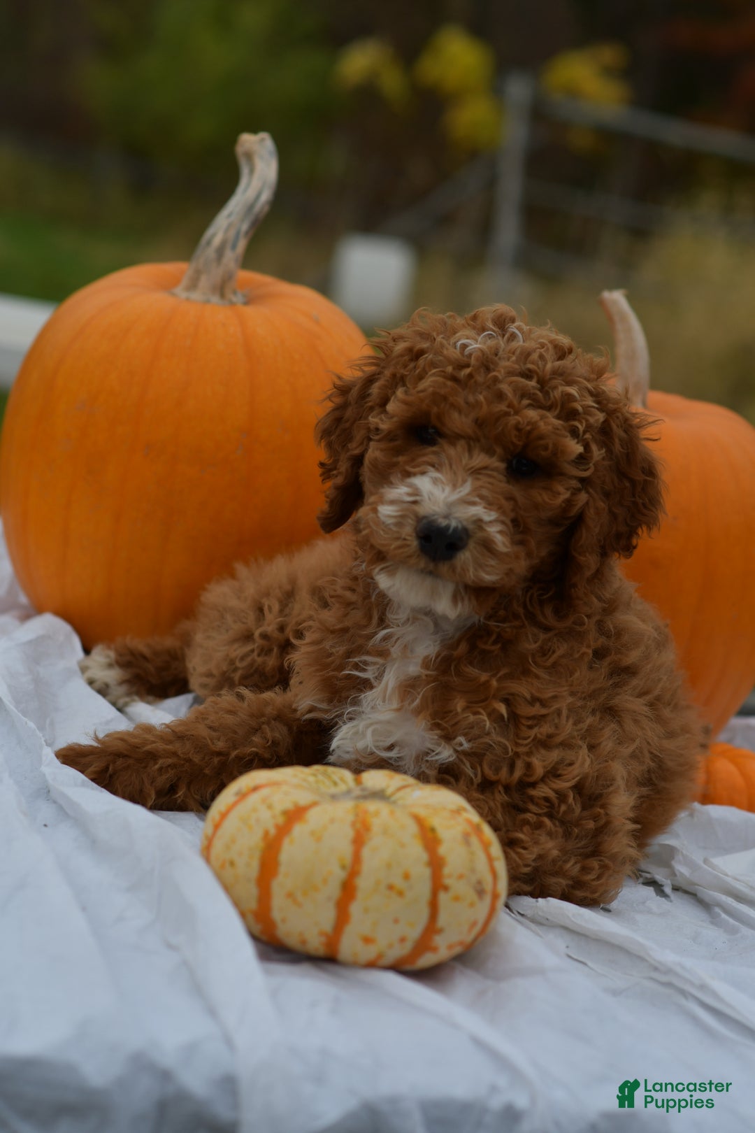 Standard Poodle dogs for sale: Candy - Ad 3