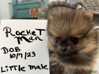 Pomeranian dogs ROCKET MAN Pomeranian Puppy 3 - Ad 35