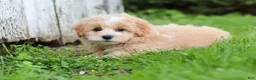 Maltipoo dogs for sale: Joel - Ad 6