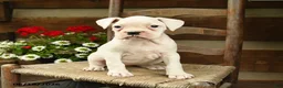 Boxer dogs for sale: Beverly - Ad 2