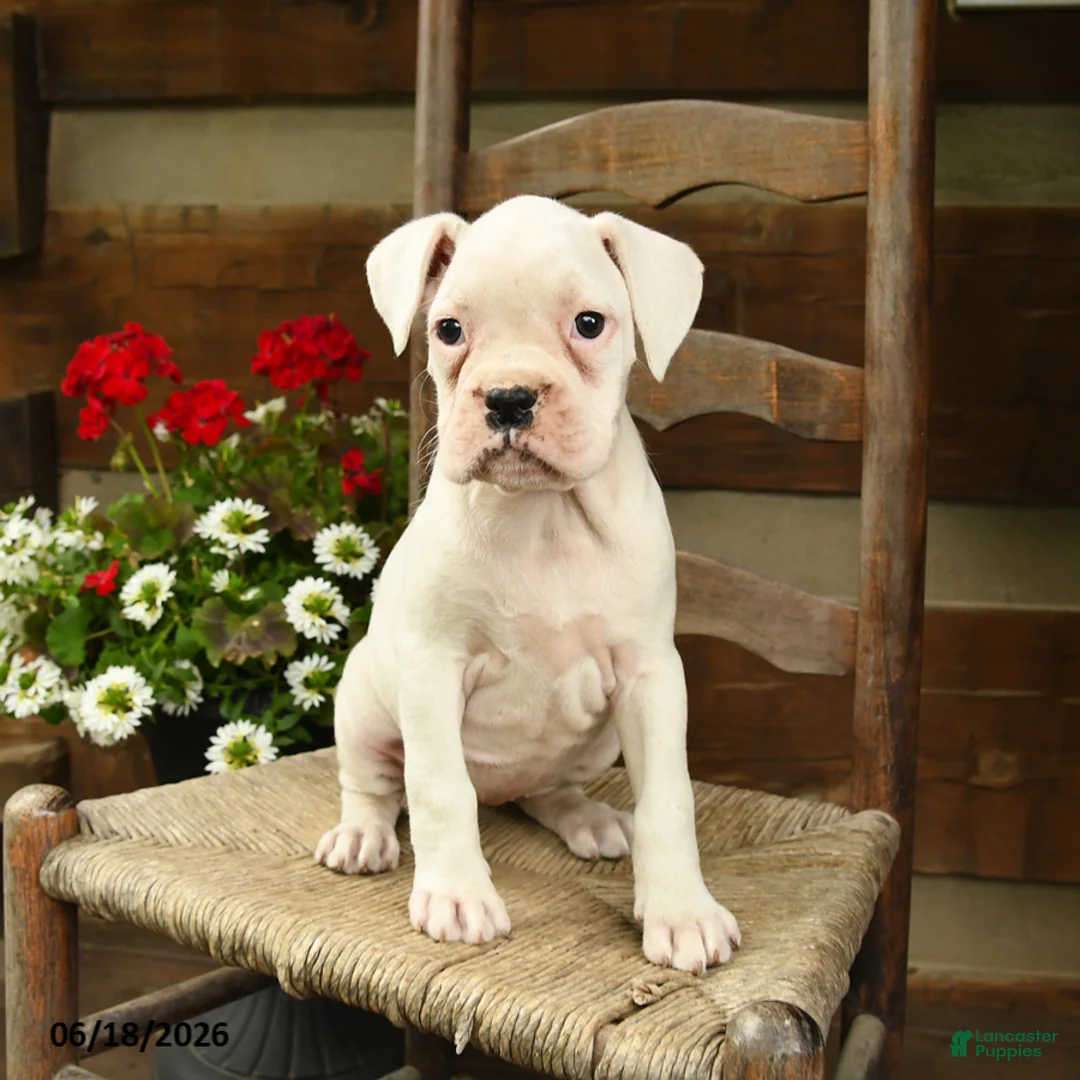 Boxer dogs for sale: Beverly - Ad 2