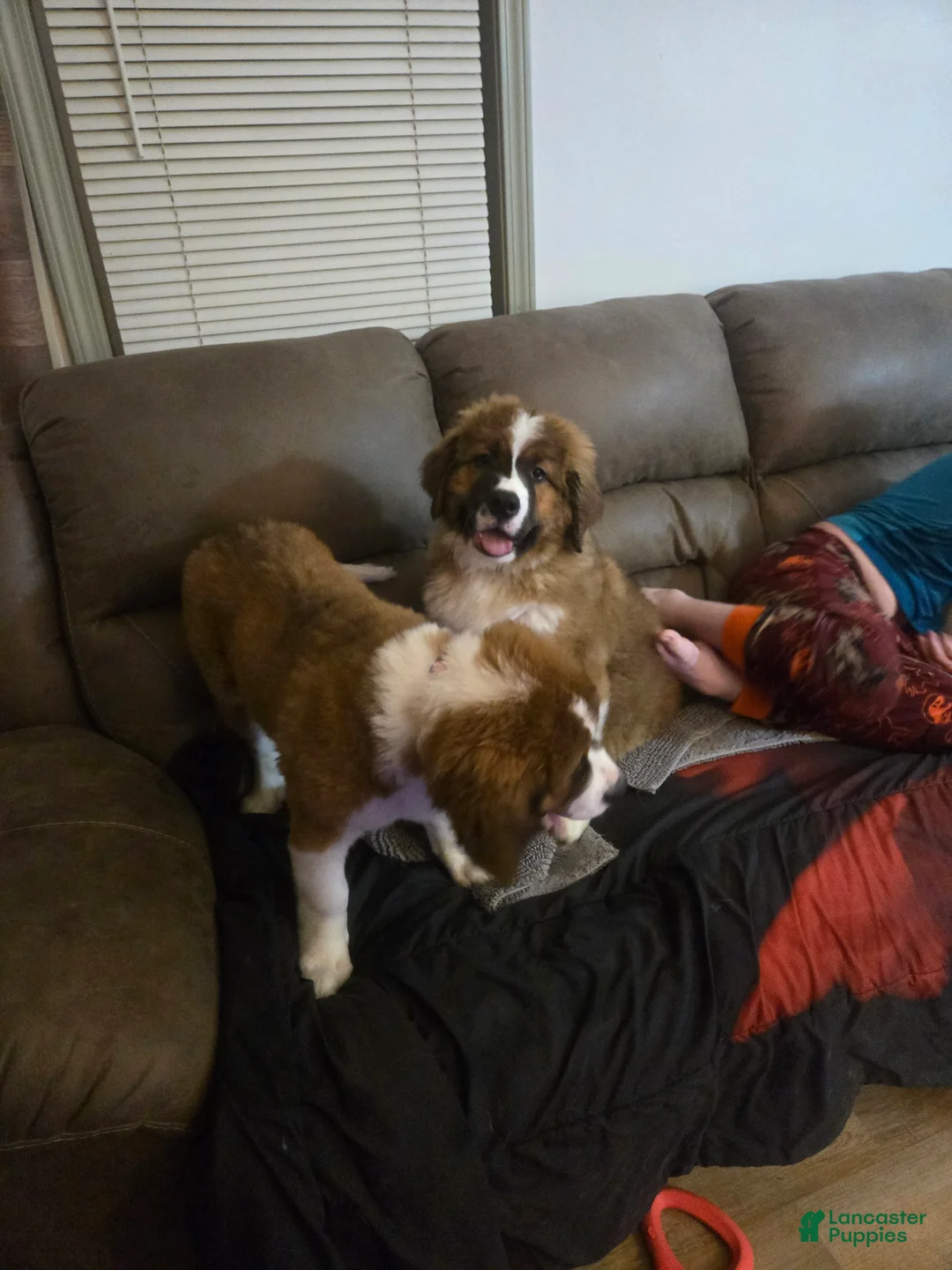 Mixed Breed dogs for sale: Zues - Ad 2