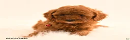 Cavapoo dogs for sale: Ivan - Ad 5