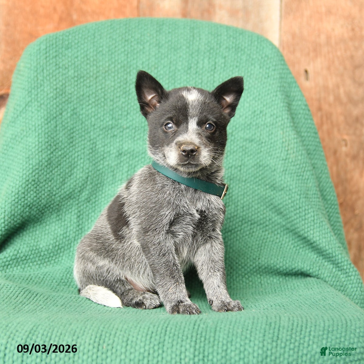 Australian Cattle Dog dogs Daisy - Ad 1
