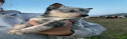 Australian Cattle Dog dogs for sale: Kayce - Ad 4