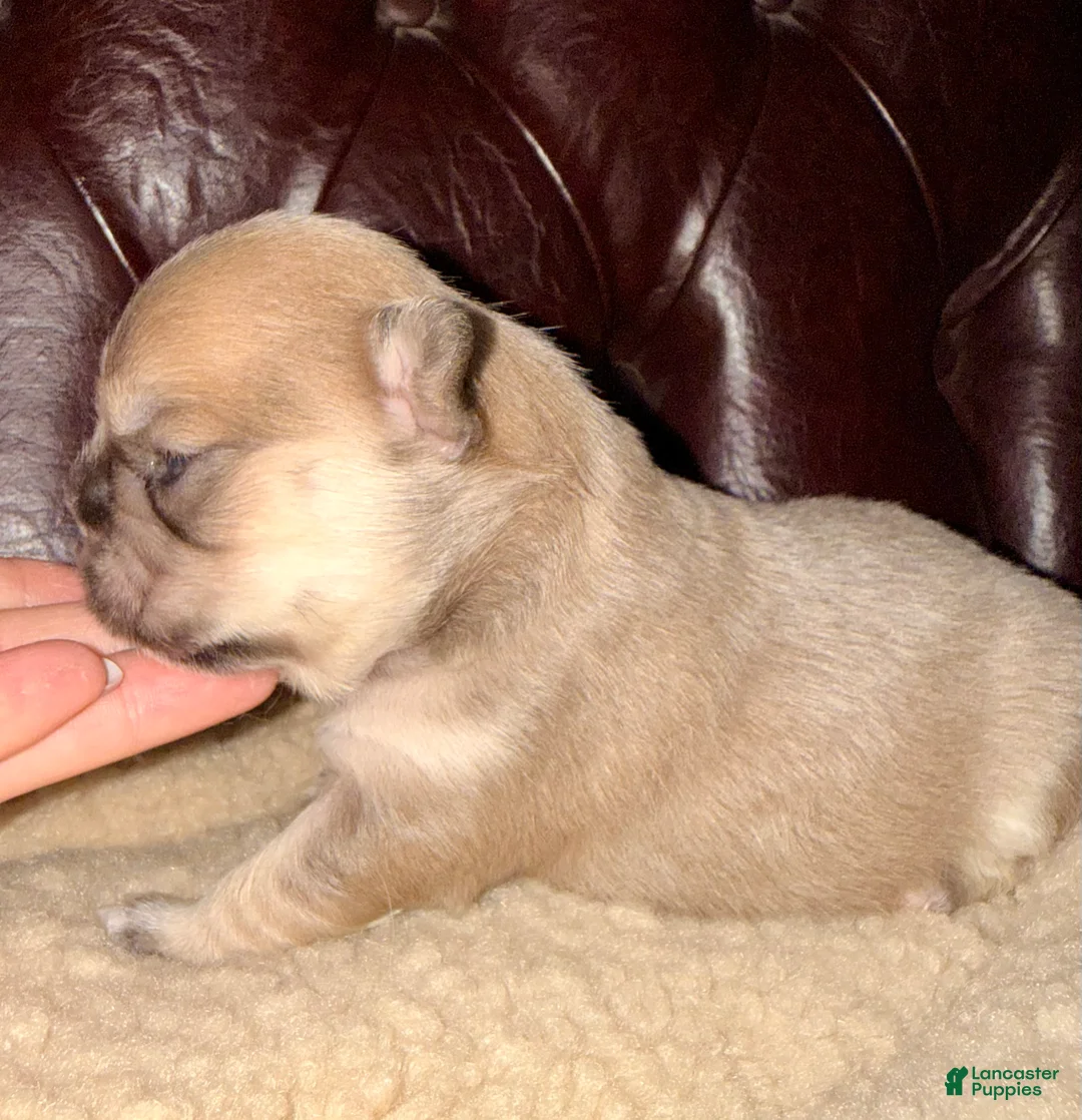 French Bulldog dogs for sale: French Bulldog Puppy 2 - Ad 10