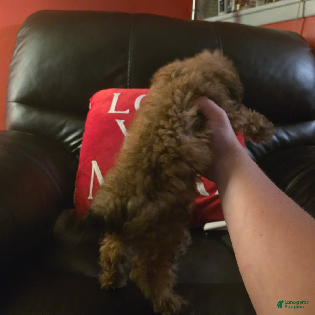 Havapoo dogs for sale: Havapoo 2 - Ad 2