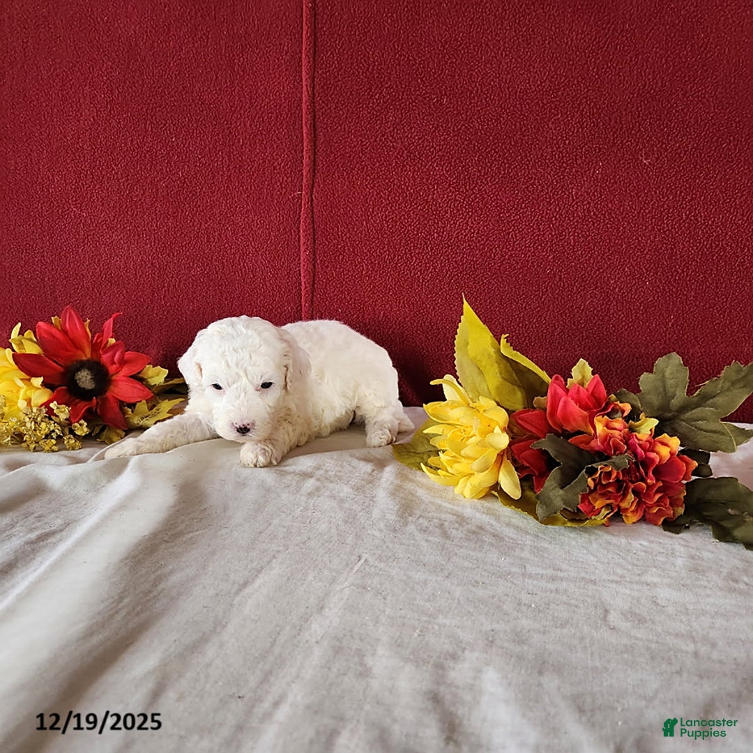 Cavapoo dogs for sale: Tee Cup - Ad 3