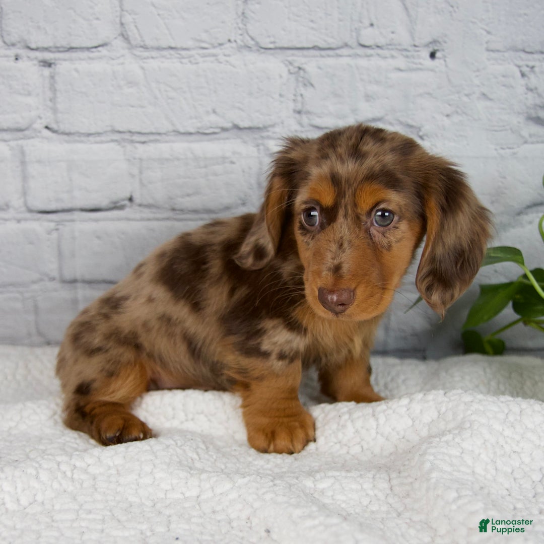 Miniature Dachshund dogs for sale: Mia - Ad 7