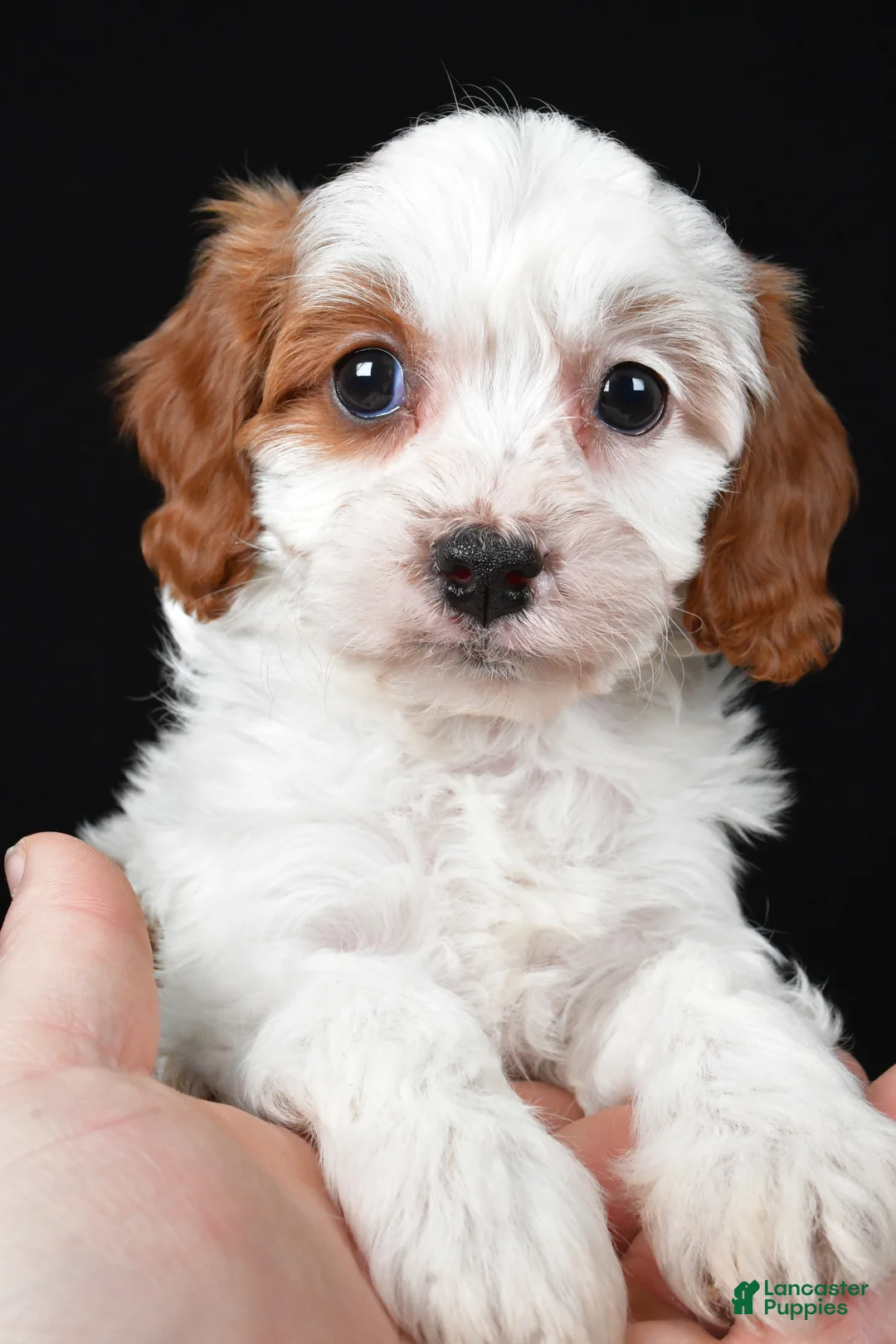 Cavapoo dogs for sale: Katie - Ad 2
